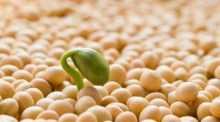 Soy Protein and Its History